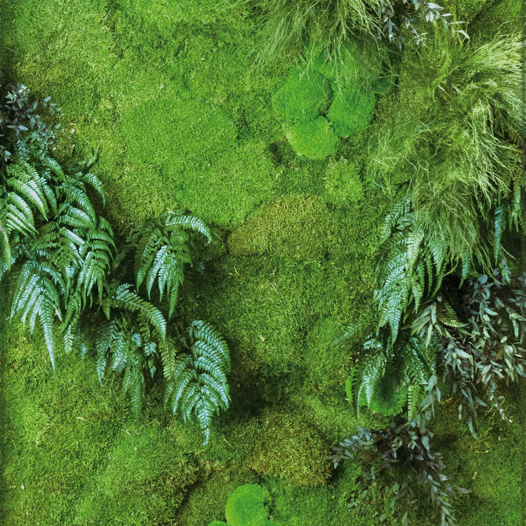 Greenarea Deco&Moss Moos&Pflanzen Wiese