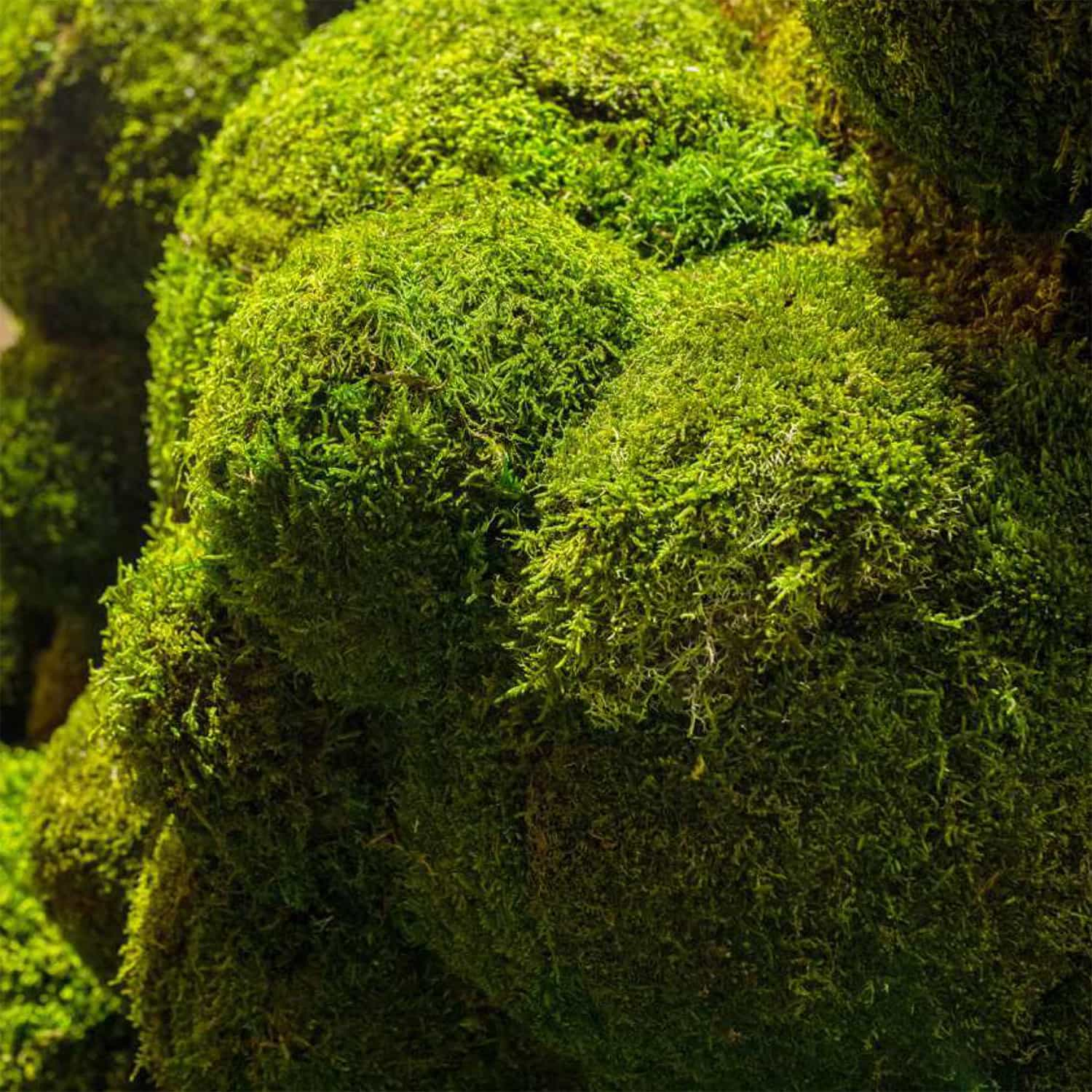 Greenarea Deco & Moss Moss & Plants Moss Bubbles